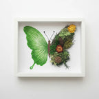 Green butterfly dried floral shadow box kit